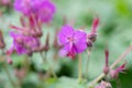 Bigroot Geranium macrorrhizum, close-up lilac flower Royalty Free Stock Photo